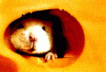 MOUSE IN HOLE