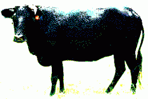 black-cow