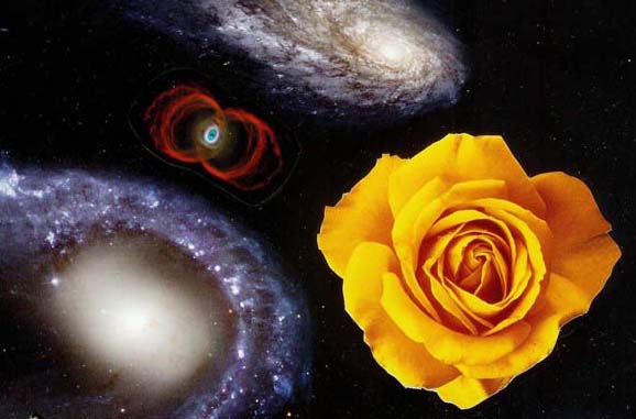 blog-galaxies-rose.jpg