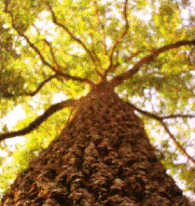 giant-tree